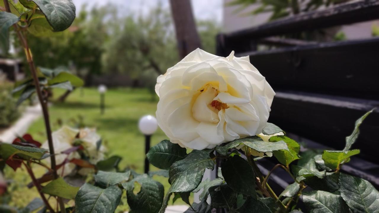 Willa Elina House And Garden Nikiti  Zewnętrze zdjęcie